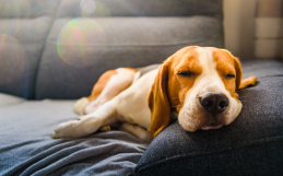 Best Upholstery Fabric for Pets