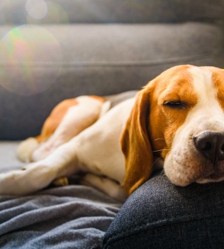 Best Upholstery Fabric for Pets