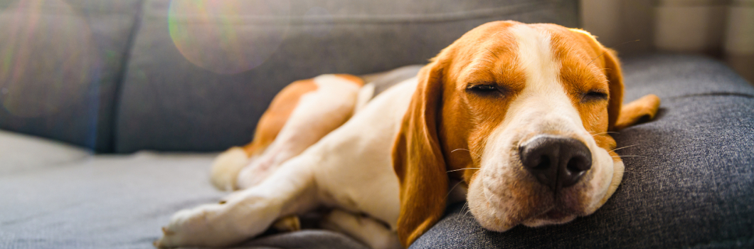 Best Upholstery Fabric for Pets