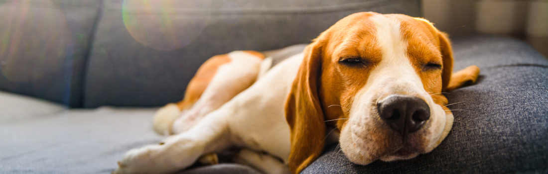 Best Upholstery Fabric for Pets