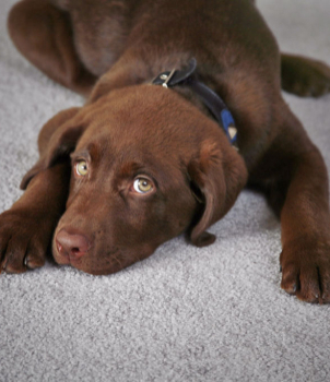 How to protect carpet