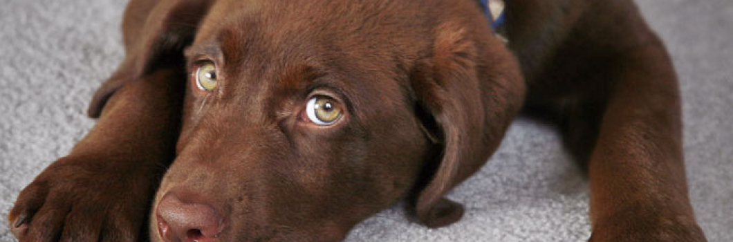 How to protect carpet