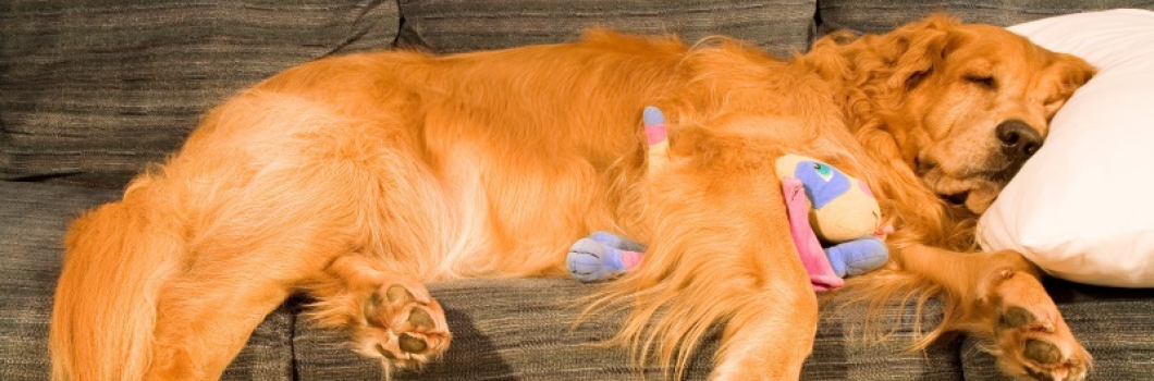 Why you should consider professional upholstery cleaning