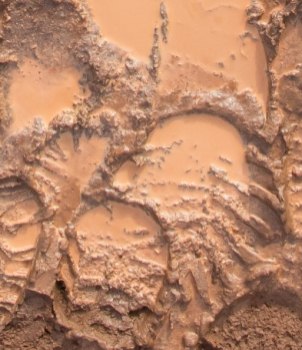 Muddy Footprints on Carpet