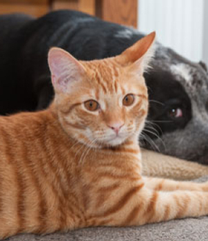 The Truth About Pet Urine