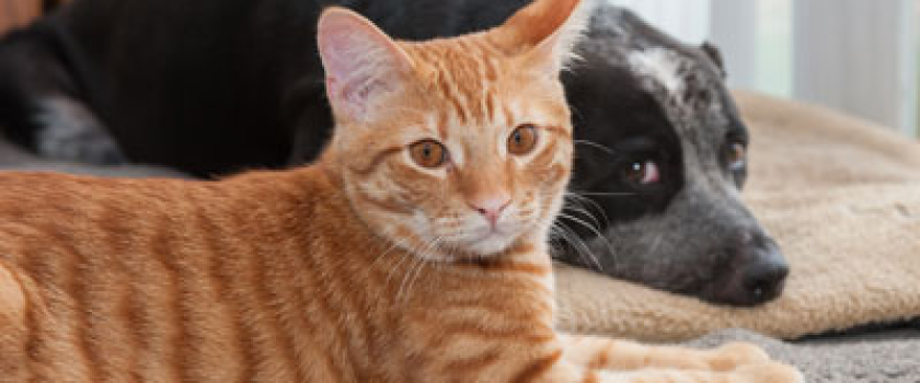 The Truth About Pet Urine