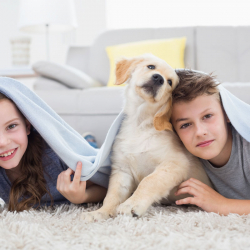 How to Remove Pet Odors and Stains