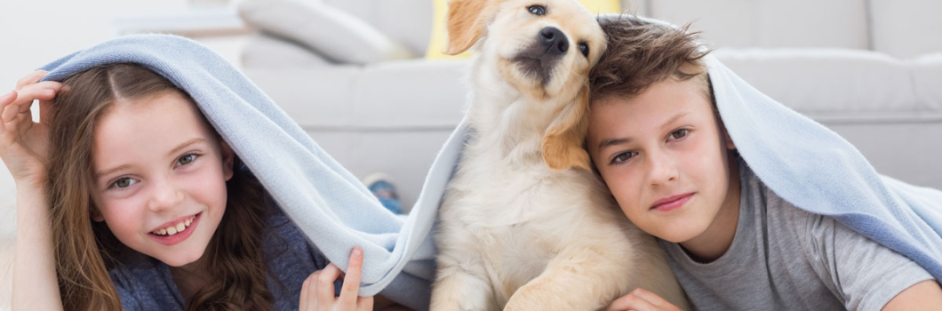 How to Remove Pet Odors and Stains