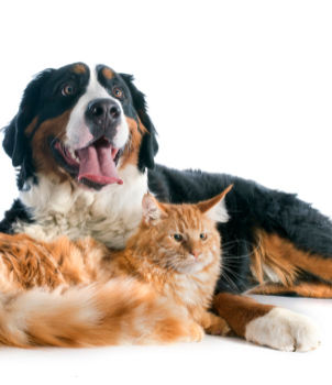 How to repair carpet damage by pets