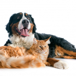 How to repair carpet damage by pets