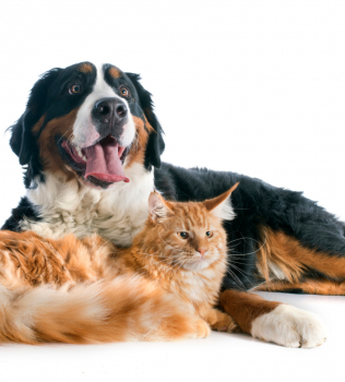 How to repair carpet damage by pets