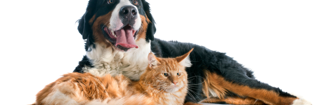 How to repair carpet damage by pets