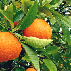 What is Citrus Based Carpet Cleaning