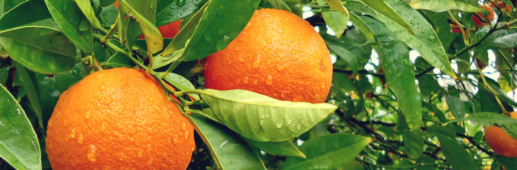 What is Citrus Based Carpet Cleaning