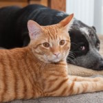 Orange cat and black dog laying on carpet next to each other.