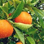 citrus based cleaner